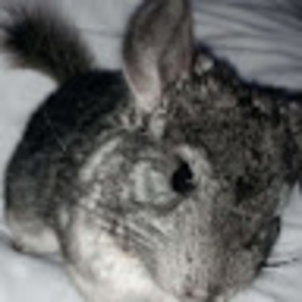 Meet your Posher, Layla